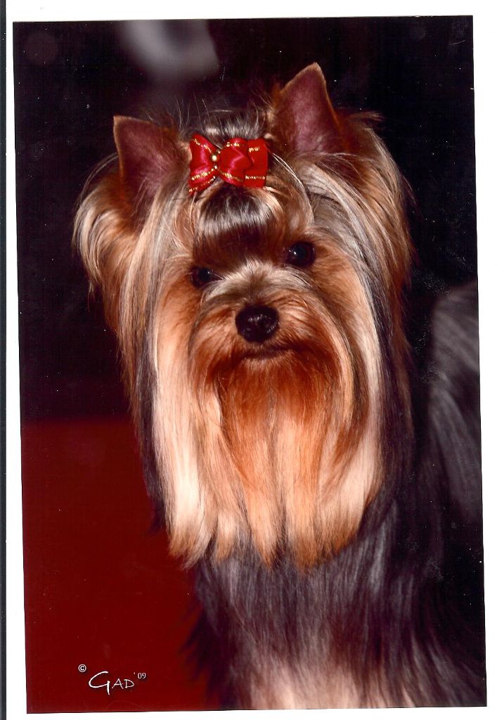 Mad Square Garden Sherlock homes