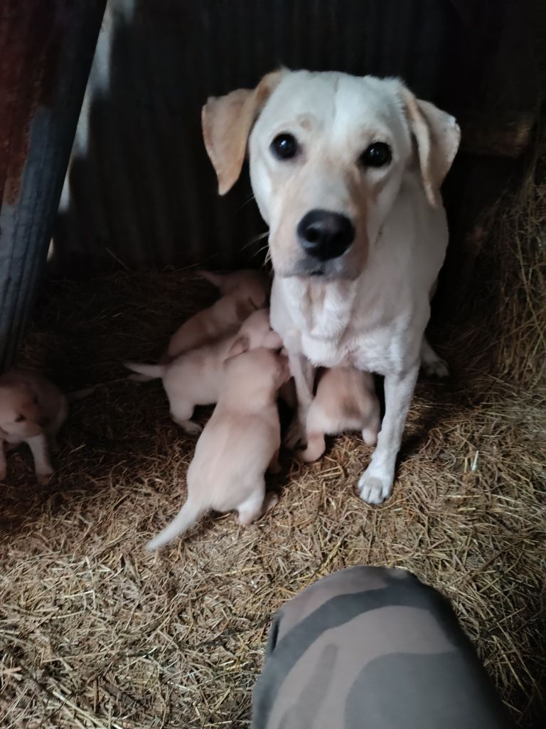 Thalie Du Marais De Lasné