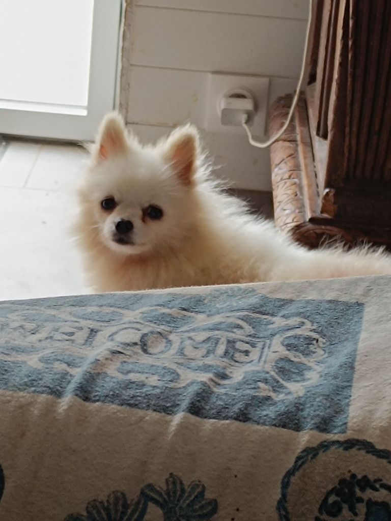 Tékamoi du royaume d olaf Des Dragons Maya