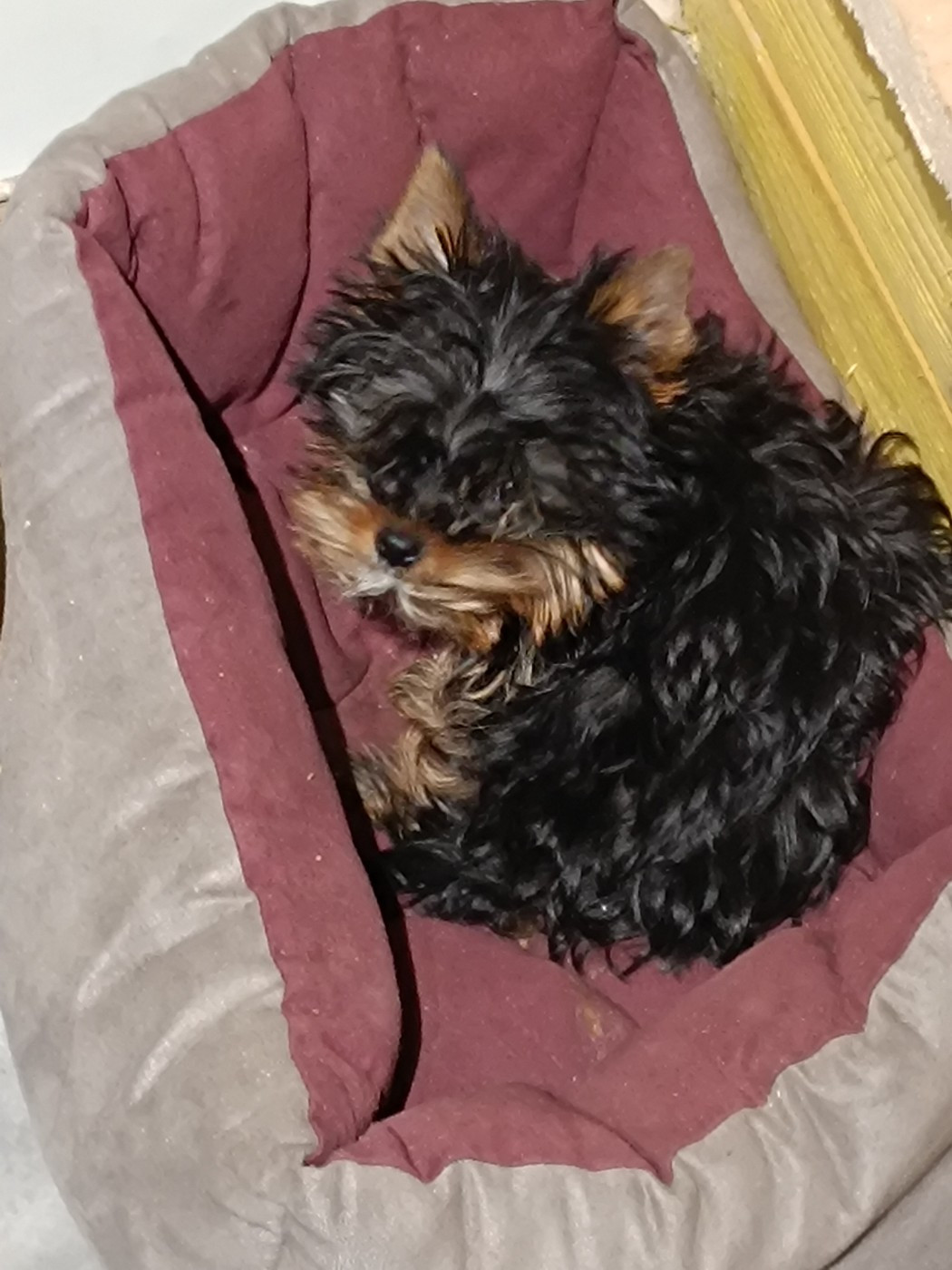 Des bébés des bébés des bébés