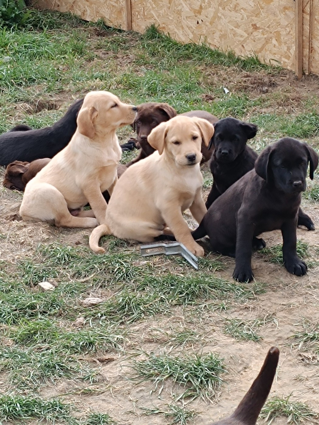Du Marais De Lasné - Pleinnnn de bébés