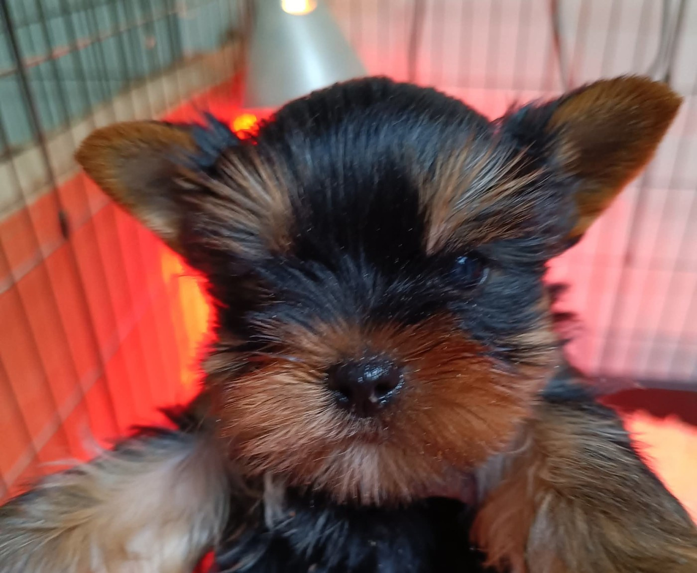 Bella