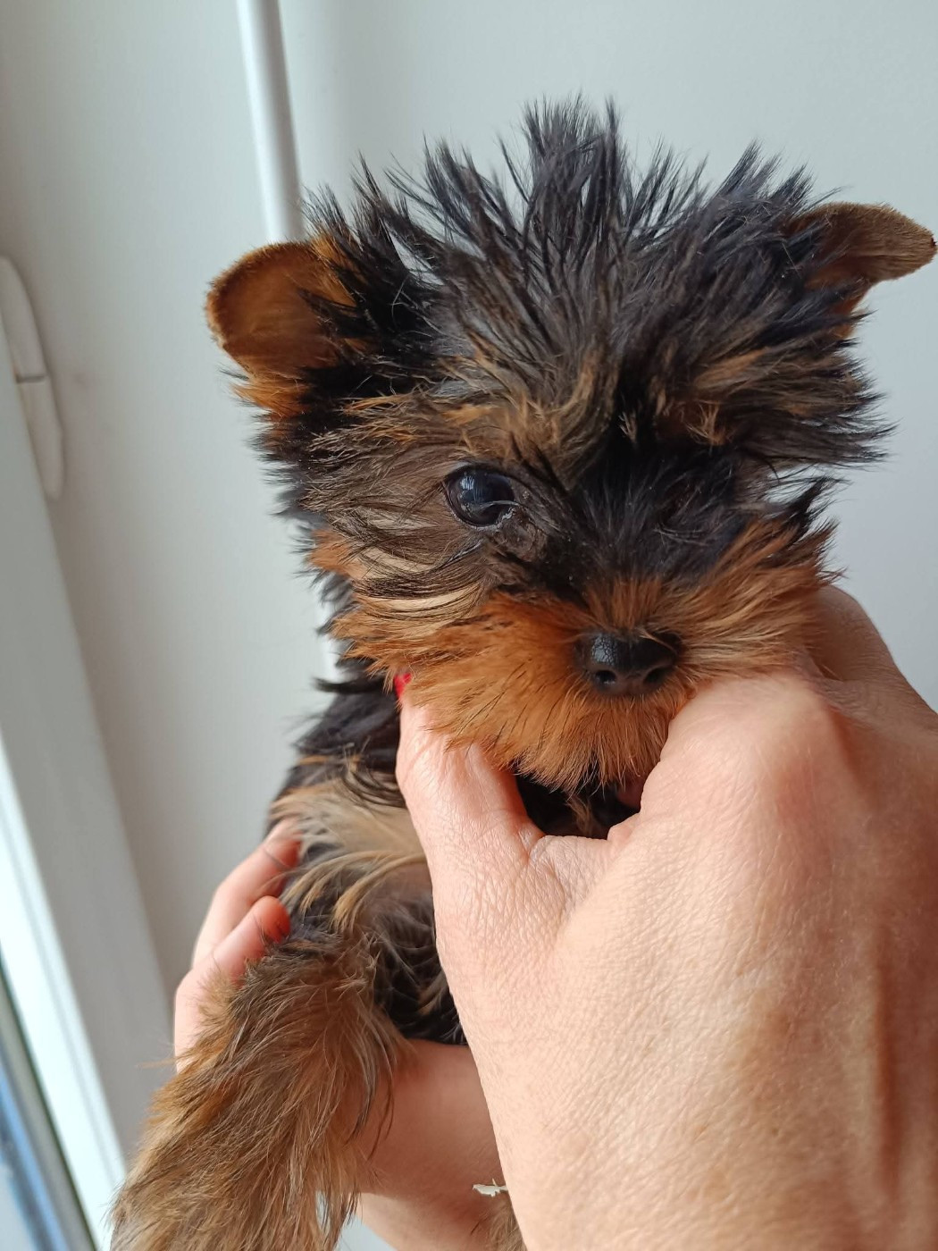Petit loulou