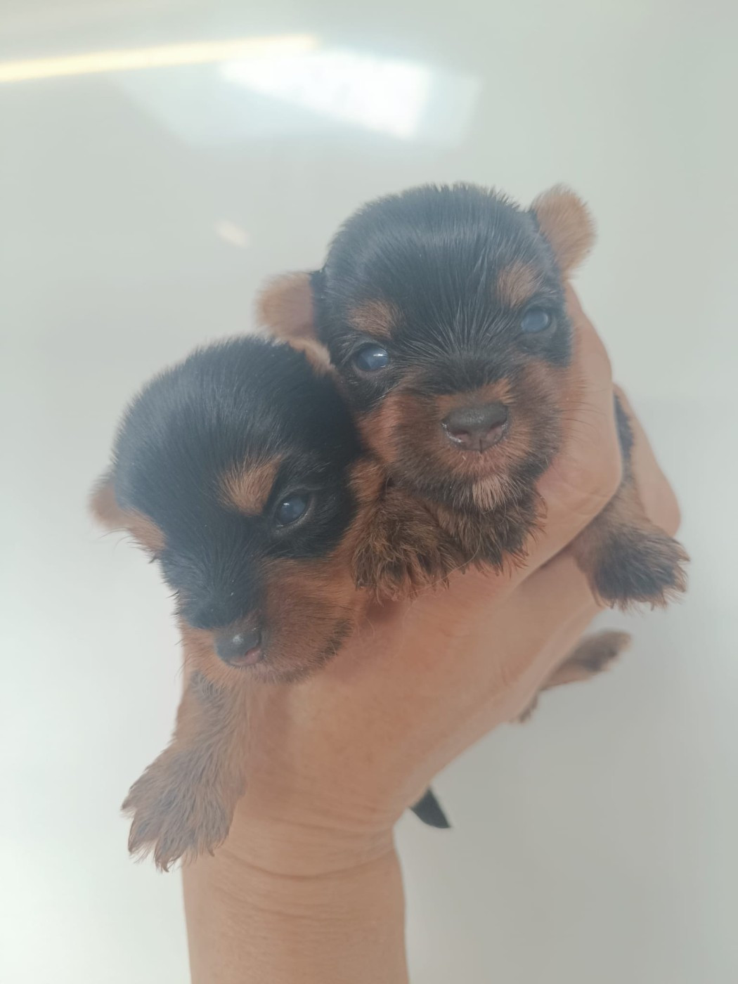 Bébés garçons