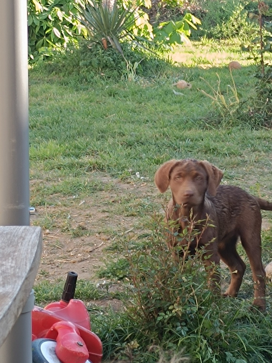 Chiots