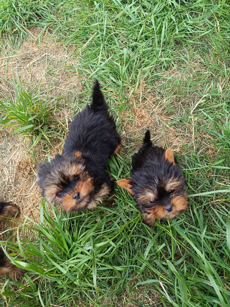 Du Marais De Lasné - Chiots disponibles - Yorkshire Terrier