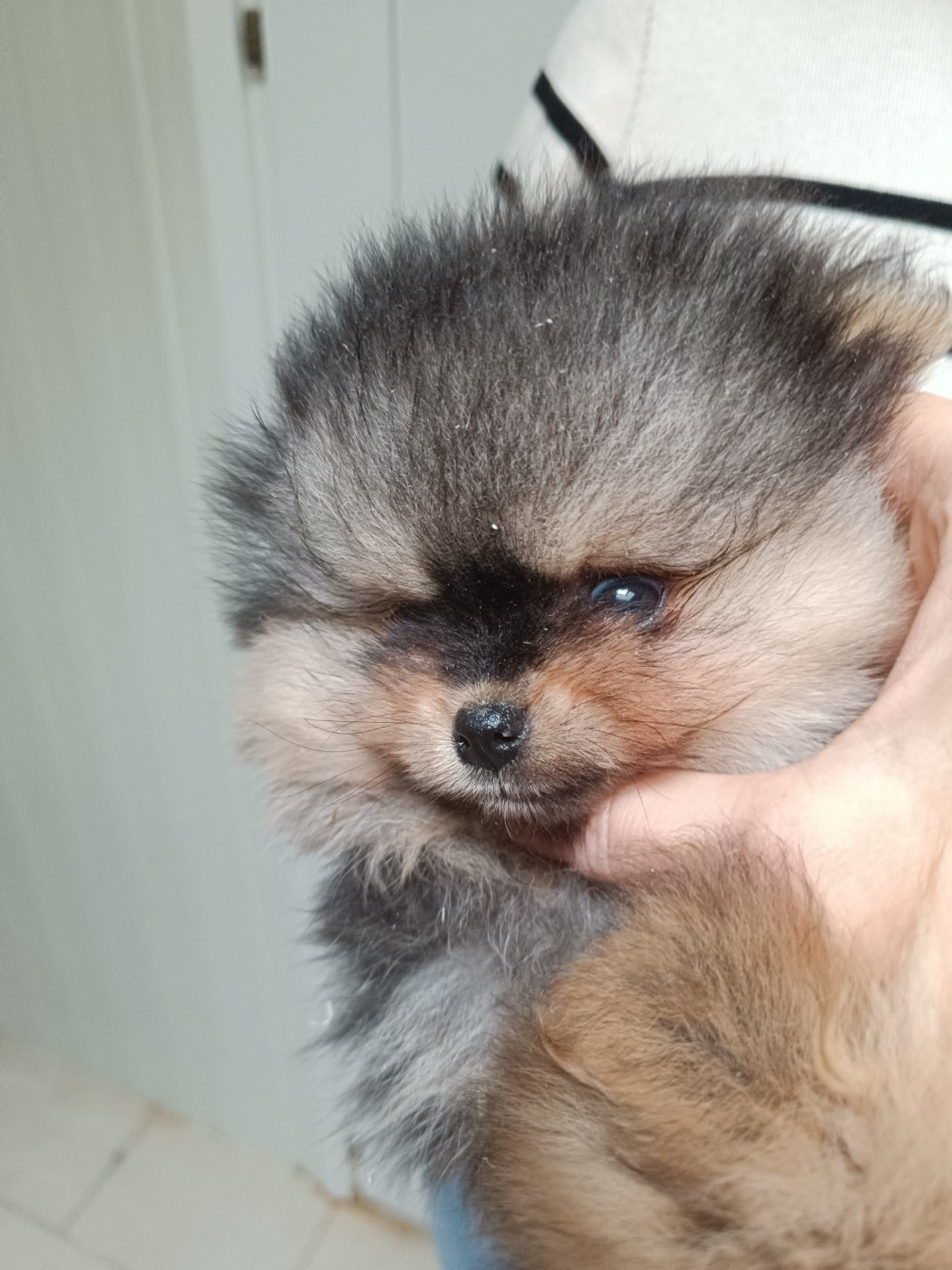 Du Marais De Lasné - Chiots disponibles - Spitz allemand