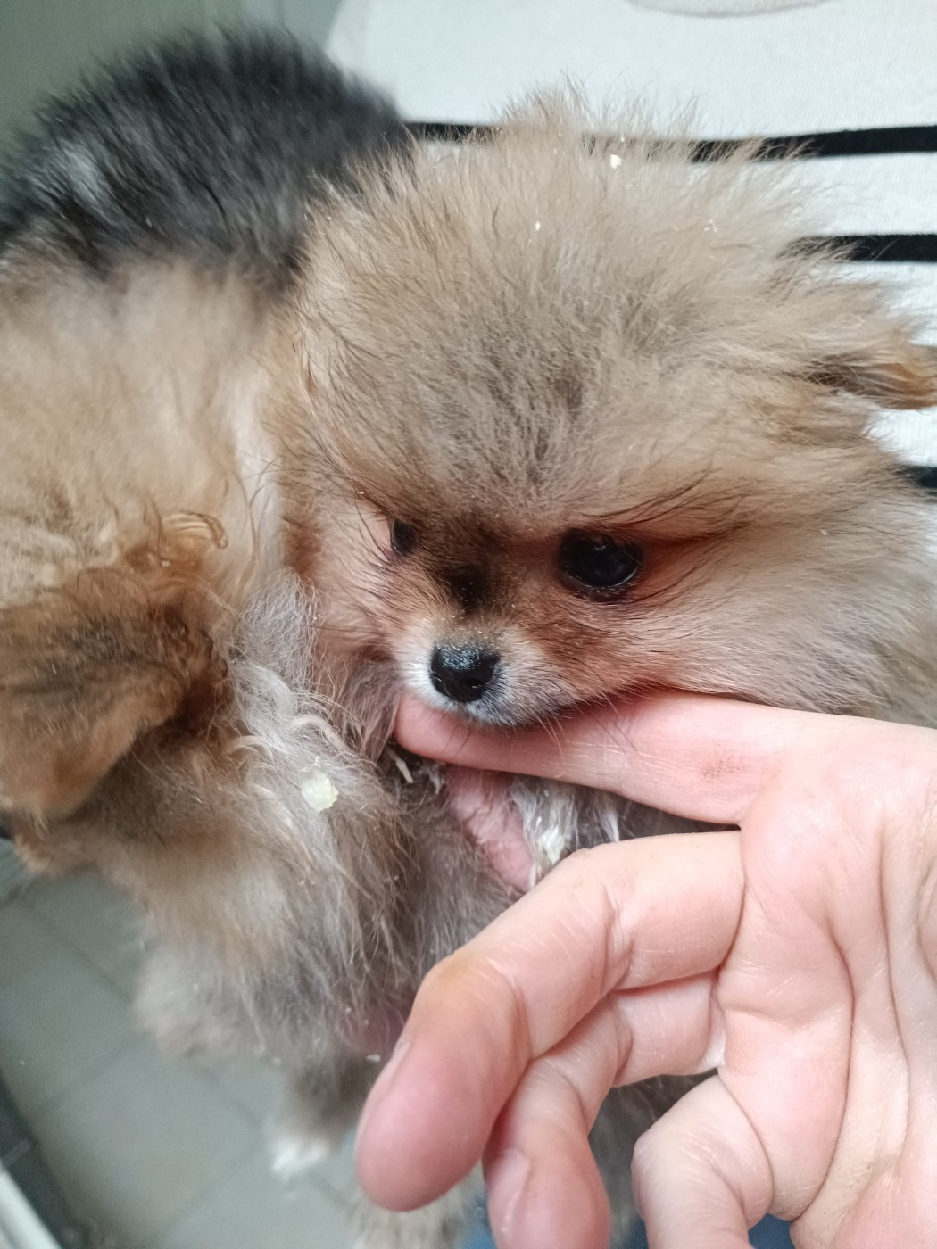 Du Marais De Lasné - Chiots disponibles - Spitz allemand