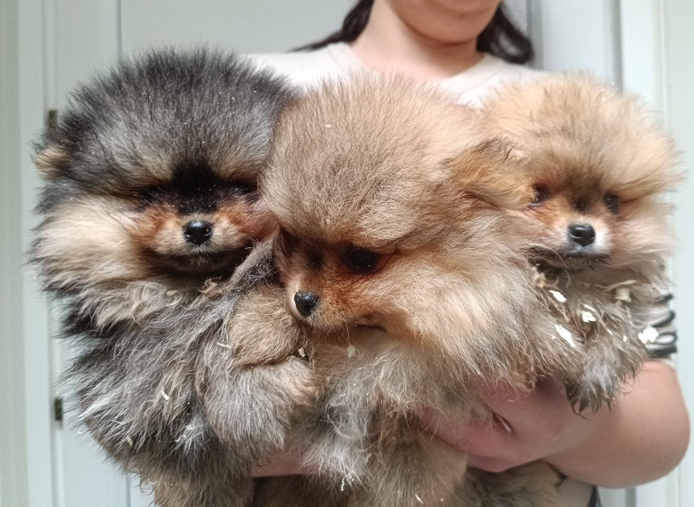 Chiot Spitz allemand Du Marais De Lasné