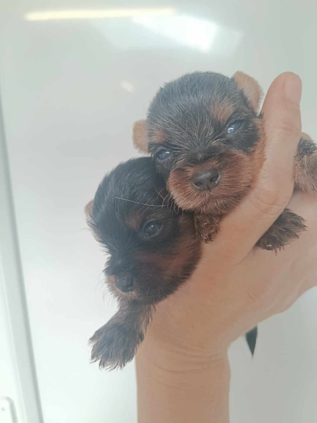 Du Marais De Lasné - Chiots disponibles - Yorkshire Terrier