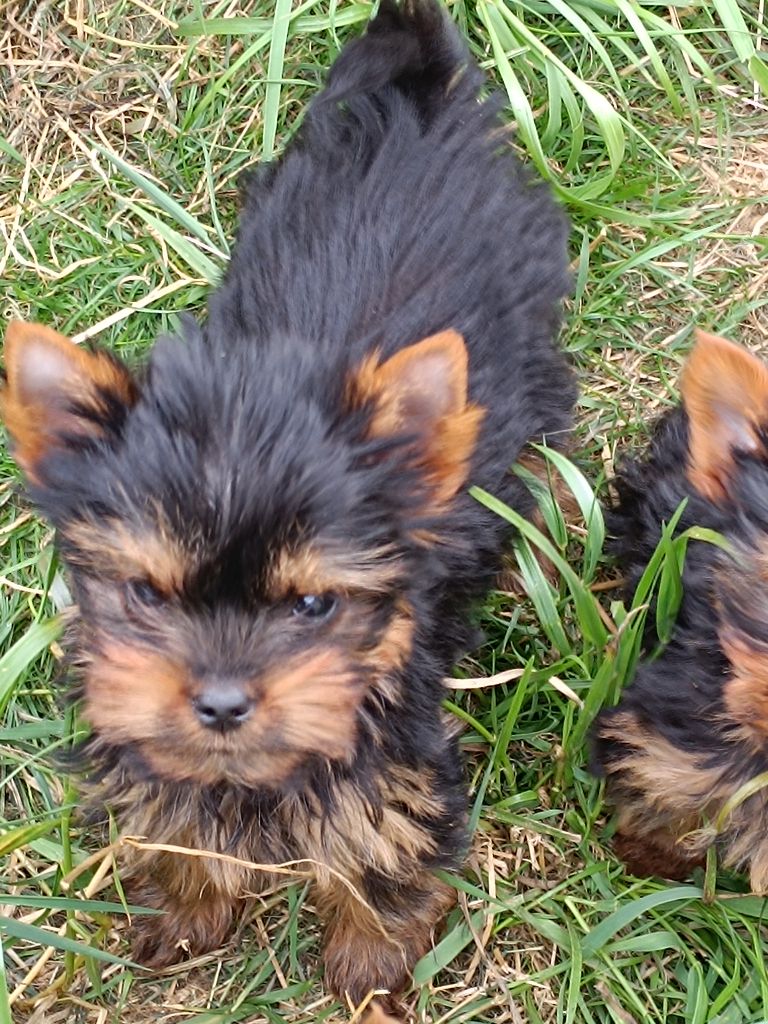 Du Marais De Lasné - Chiots disponibles - Yorkshire Terrier