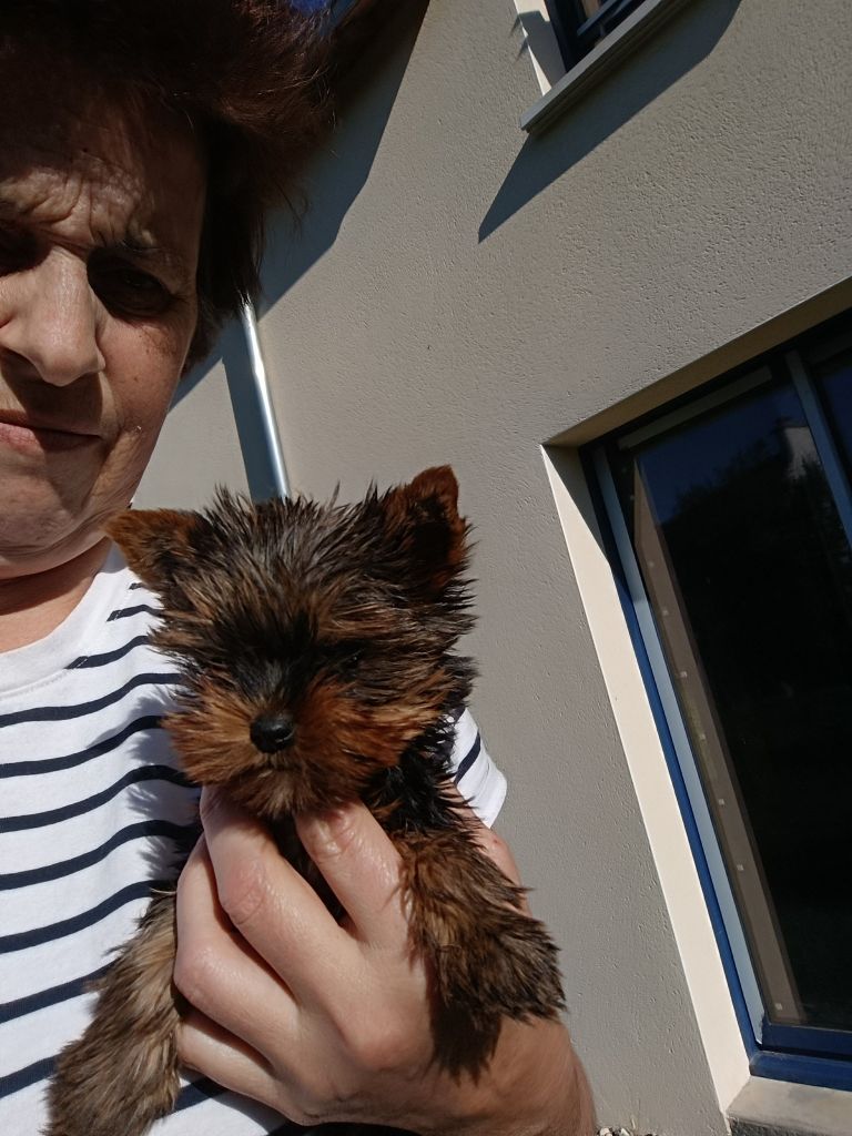 Du Marais De Lasné - Chiots disponibles - Yorkshire Terrier