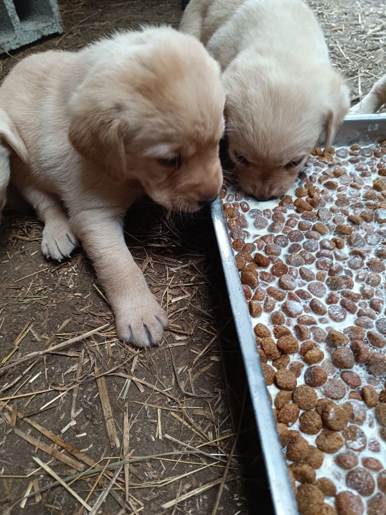 Du Marais De Lasné - Chiots disponibles - Labrador Retriever