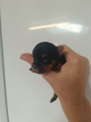 Chiot N°5