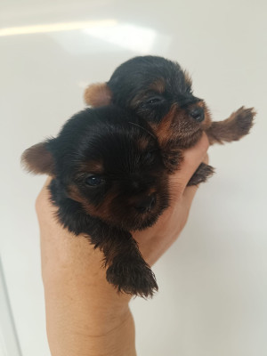 Chiot N°7