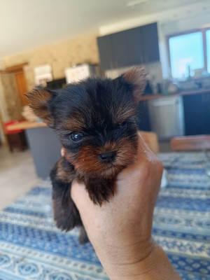 Chiot N°3
