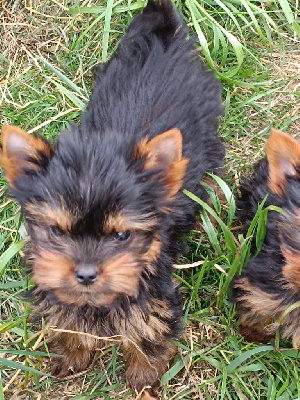 CHIOT 3