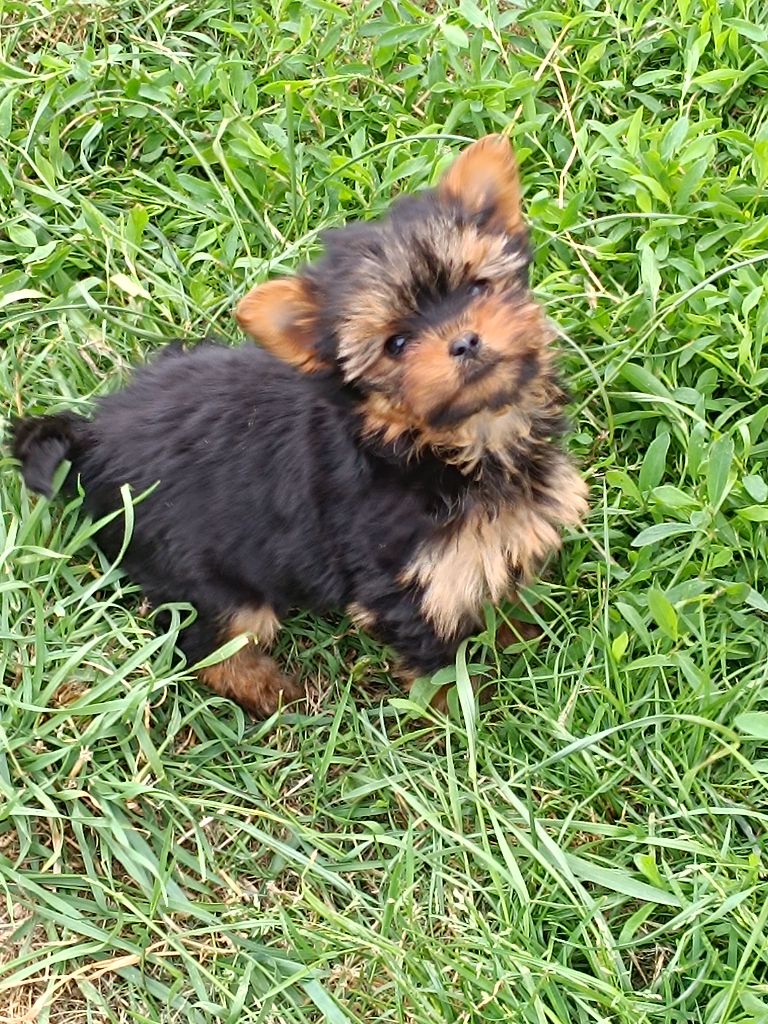 Du Marais De Lasné - Chiots disponibles - Yorkshire Terrier