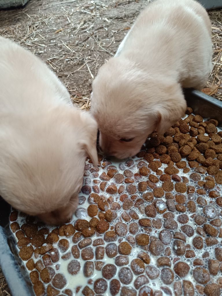 Du Marais De Lasné - Chiots disponibles - Labrador Retriever